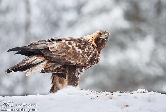 Golden Eagle