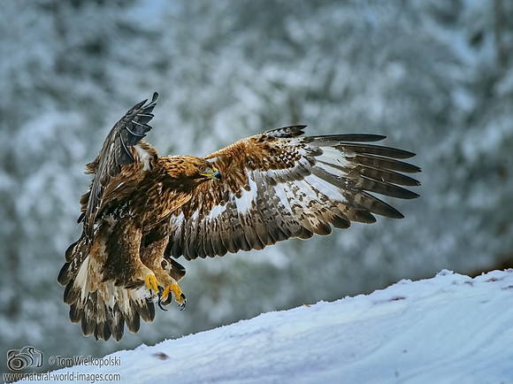 Golden Eagle