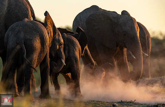 Elephants raise dust in the sunset