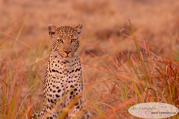 leopard