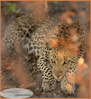 Big Cats