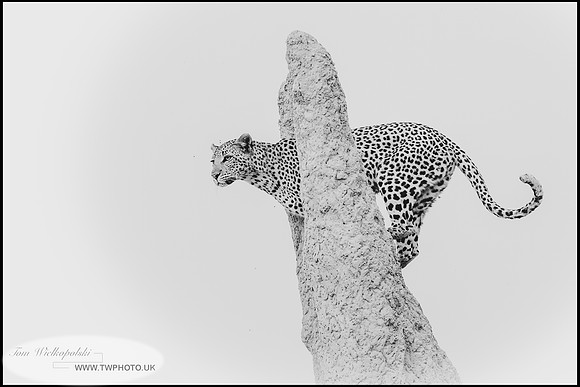 Leopard looking out for game