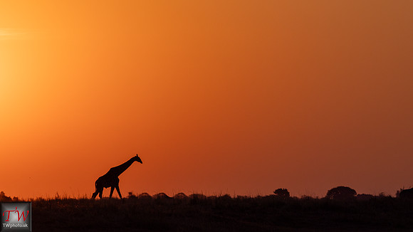 A Giraffe against the sunset