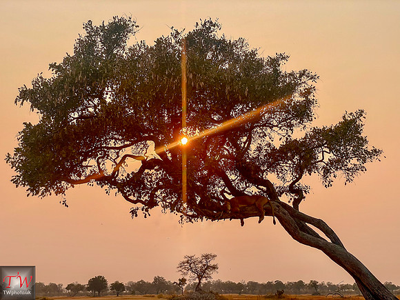Lion rests in a tree against a lovely African sky.