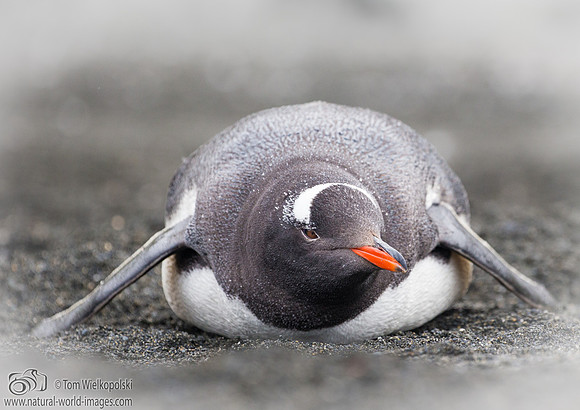 Resting Gentoo