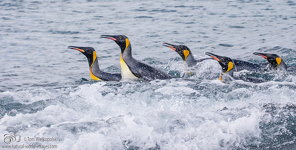 King Penguins coming ashore