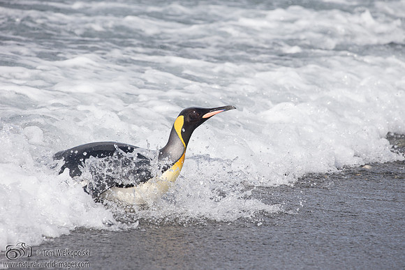 King makes a splash
