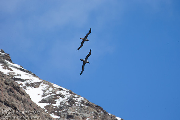 Pairing Light-mantled sooty albatross