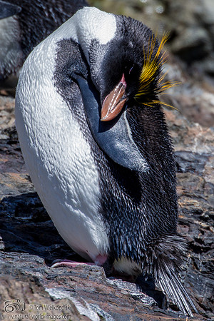 Rock hopper Penguin