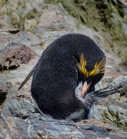 Rock hopper preaning