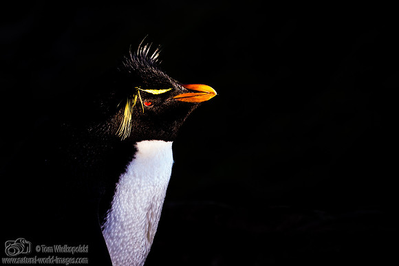 Rock Hopper in the dawn light