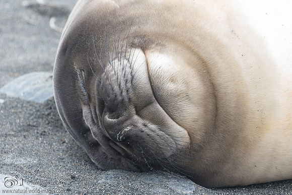 Happy Seal