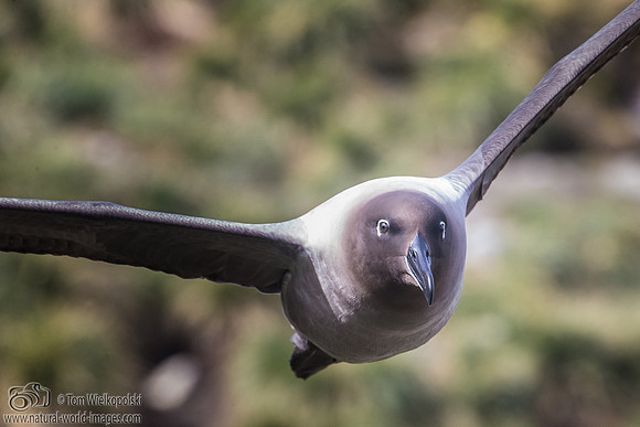 Light-mantled sooty albatross