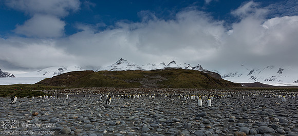 Penguins on Salisbury plain