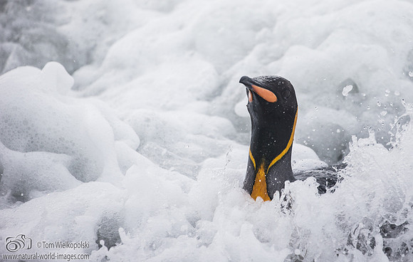 King Penguin in the surf