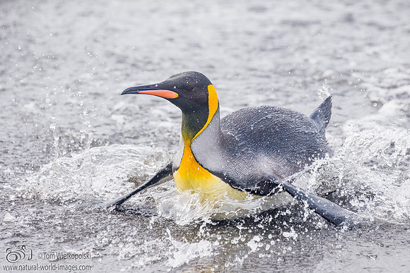 King Penguin coming ashore.