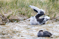 Albatross