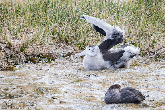 Juvenile Wandering Albatross