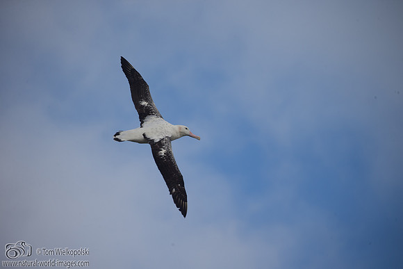 Wandering Albatross