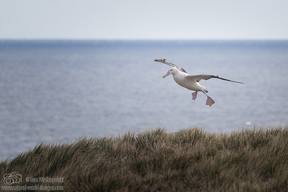 Wandering Albatross