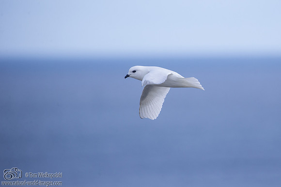 Snow Petrel in flight