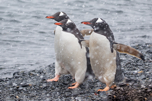 Gentoos in the snow