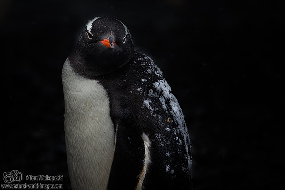 Gentoo with snow