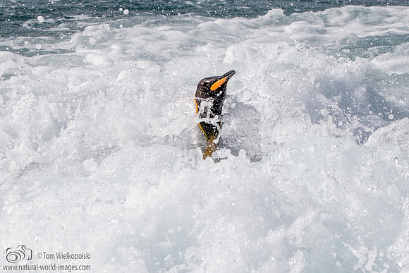 King keeping his head above water