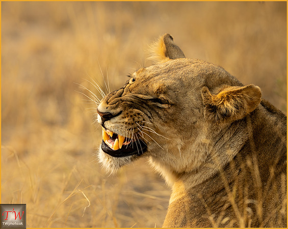 Lioness