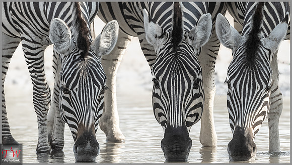 Drinking Zebra
