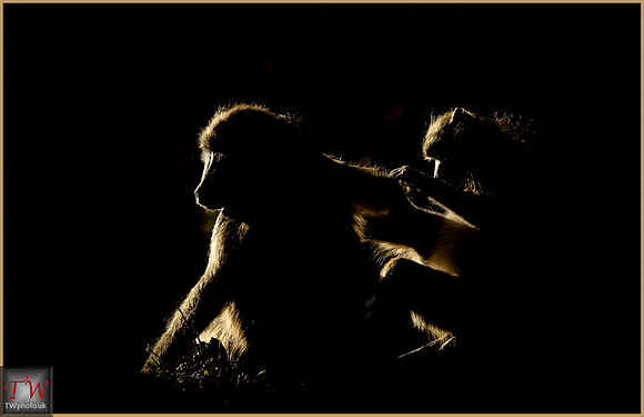 Grooming Baboons