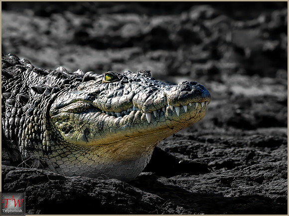 Crocodile head portrait