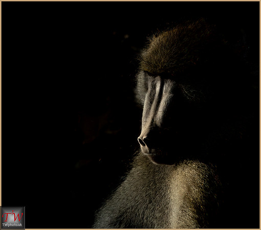 Male Bobbon