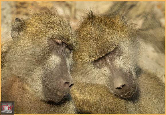 Two Resting Baboons