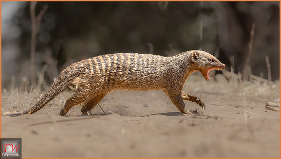 Angry Mongoose