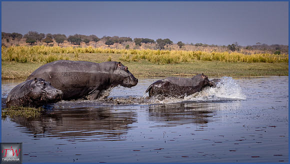 Hippo's stampede