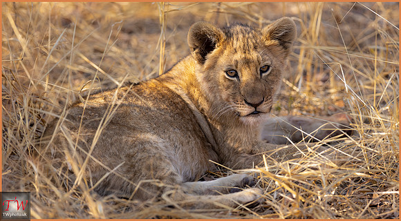 Resting Lion Cub