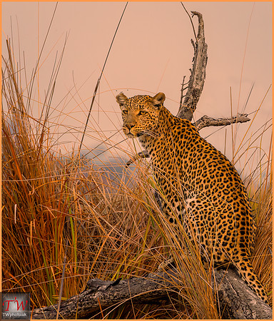 Leopard at Sunset