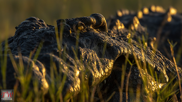 Croc in the evening sun