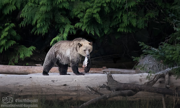 Bear Cub