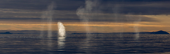 Humpback blow, other blows hang in the air