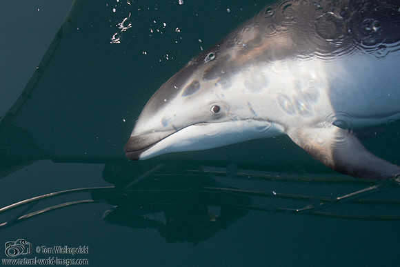 Pacific White Sided Dolphin and me