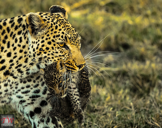 Leopard Mother with cub