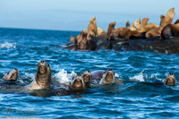 Sea Lion