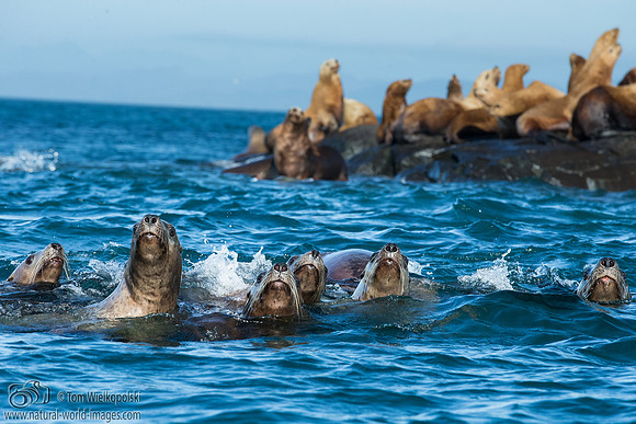 Inquisitive Sealions