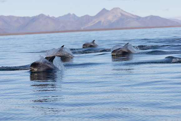 White sided Dolphins hunting