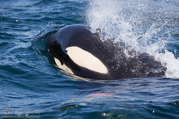 Orca Breath