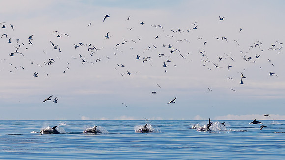 White sided Dolphins hunting