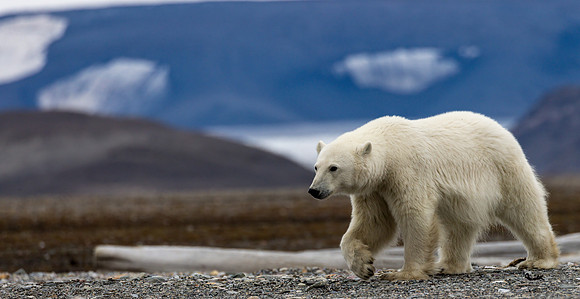 Polar Bear in the landscape