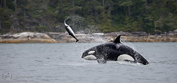 Orca and Prey